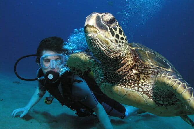 Intro/Refresher Dive Swim Ability Required - What the Reviews Say