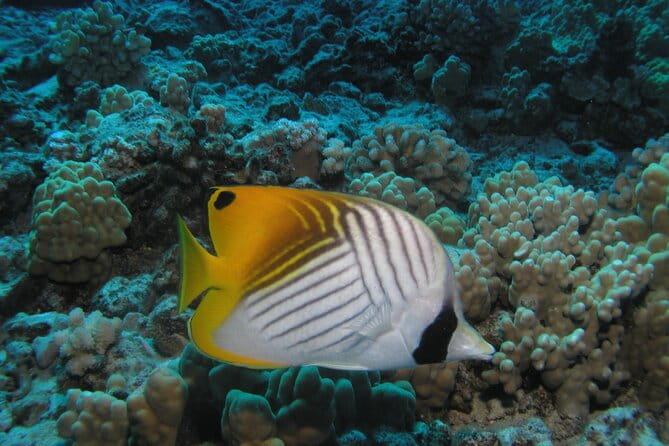 Intro/Refresher Dive Swim Ability Required - FAQs