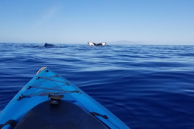 South Shore Turtle Kayak and Snorkel Experience - The Experience: Itinerary and Highlights