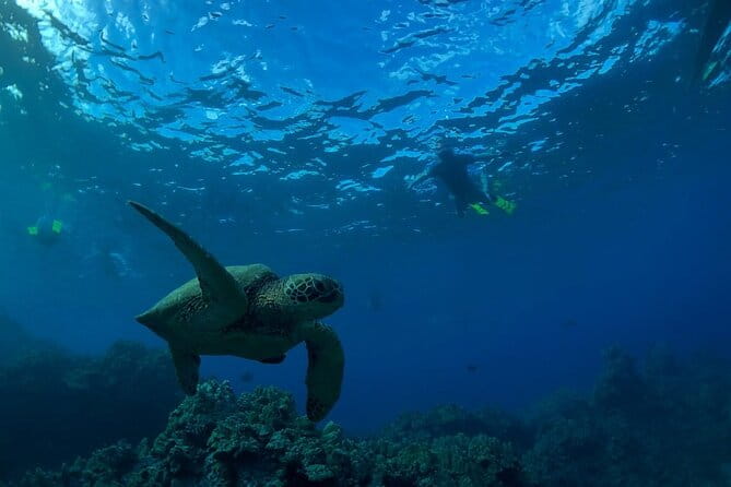 South Shore Turtle Kayak and Snorkel Experience - The Value and What It Means for You