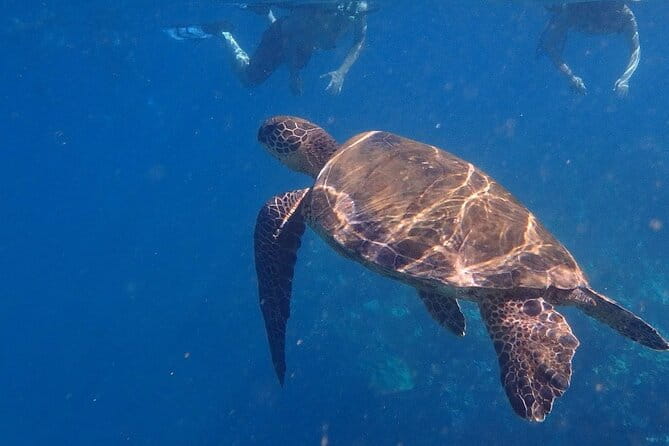 South Shore Turtle Kayak and Snorkel Experience - Final Words