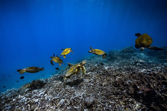 2.5 Hour Xpress Snorkel from Ka’anapali Beach - Key Points