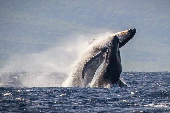 Whale Watching Cruise with Open Bar from Ka'anapali Beach - Key Points