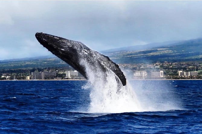 Whale Watching Cruise with Open Bar from Ka'anapali Beach - Who Will Love This Tour?