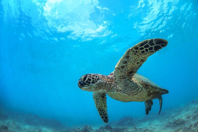 Turtle Reef Kayak Tour of Makena, Maui - The Sum Up