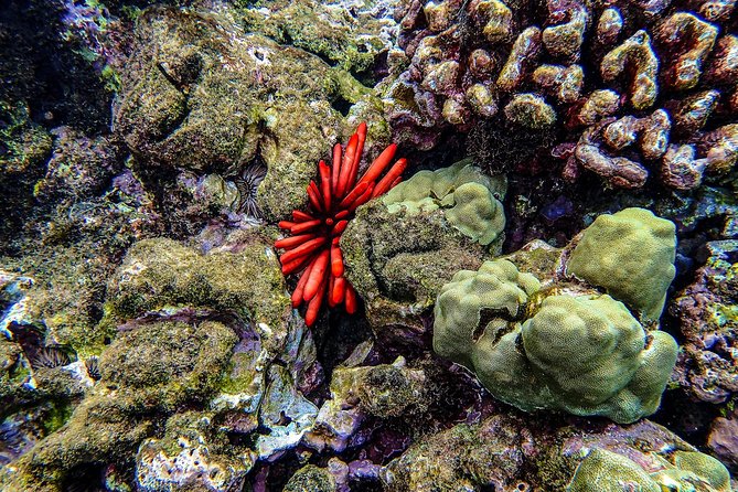 Four Winds Molokini Snorkeling Tour from Maalaea Harbor - FAQs