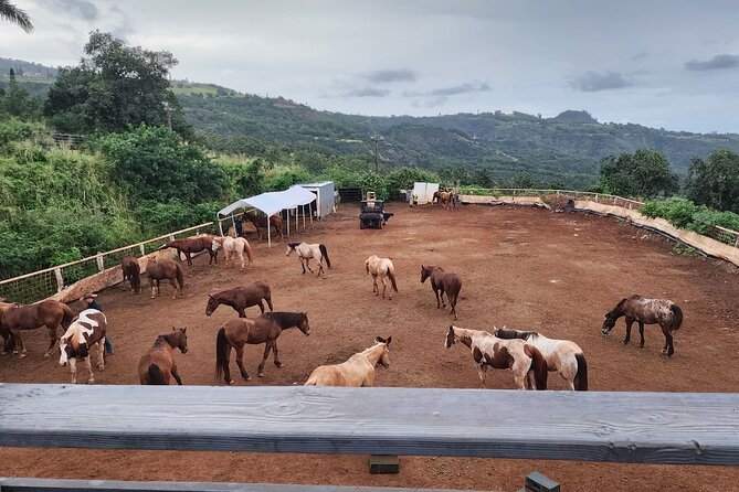 Maui Horseback Adventure at Circle M Ranch With Real Cowboys - FAQ