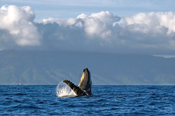 From Maalaea: Whale Watching Tour Aboard the Quicksilver - Final Thoughts