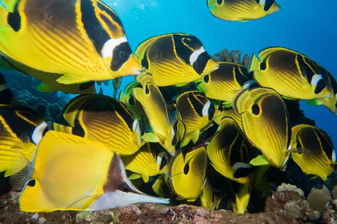Maui Scuba Diving Introductory Lesson from Lahaina - Frequently Asked Questions