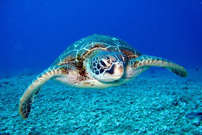 Turtle Snorkeling Boat Tour and Adventure in Waikiki - What Makes This Tour Stand Out?