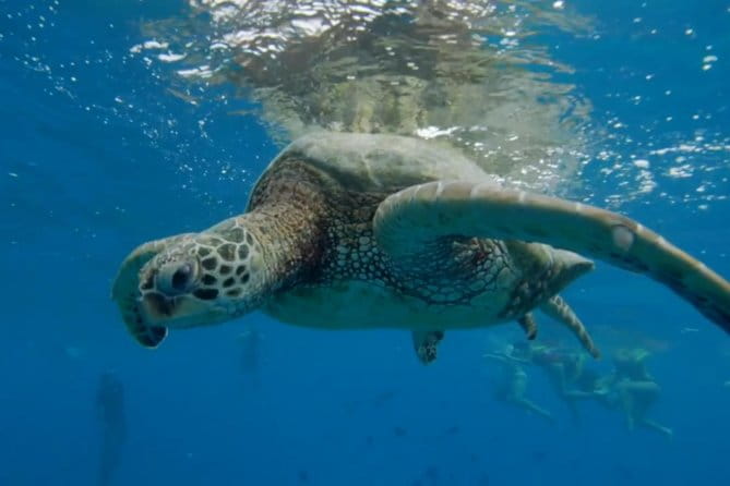 Turtle Snorkeling Boat Tour and Adventure in Waikiki - Authentic Experiences and Authentic Reviews