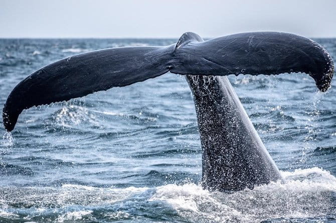 2-Hour Whale Watching from Oahu - An Honest Look at a Whale Watching Tour in Oahu