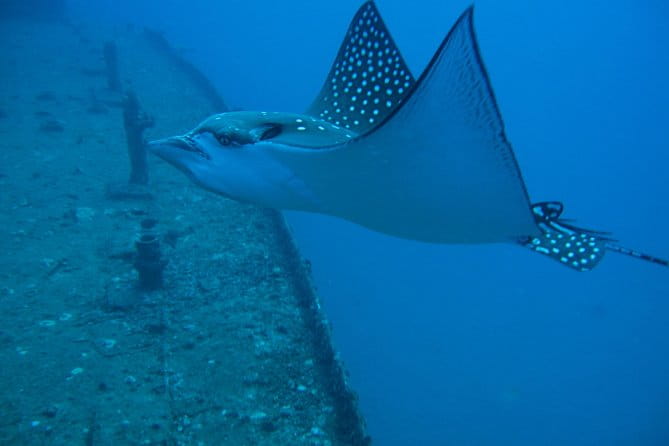 Waikiki 2 Tank World Class Wreck SCUBA Diving - Certified Only - Final Thoughts: Who Will Love This Tour?