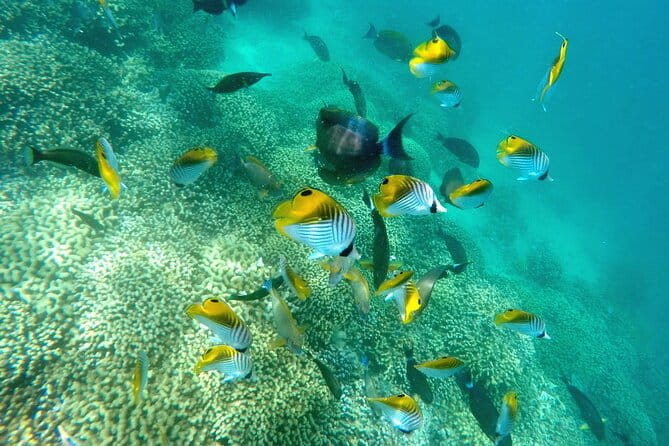 Afternoon Kaneohe Sandbar Snorkeling Tour - Who Should Consider This Tour?