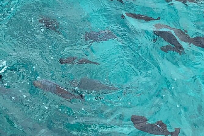 Waikiki Beach Glass Bottom Boat Tour - Frequently Asked Questions