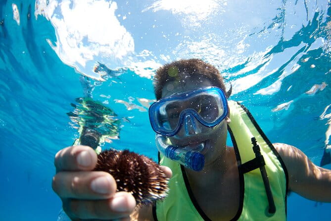 West Oahu Green Sea Turtle and Dolphin Snorkel Sail with Lunch - Summary