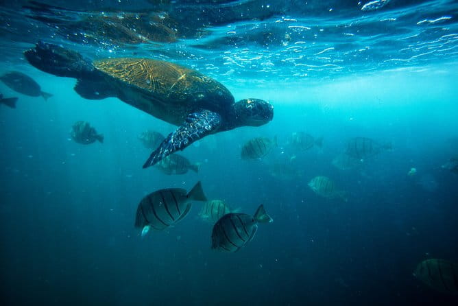 Waikiki Catamaran Adventure: Snorkel with Sea Turtles - Who Will Love This Tour?