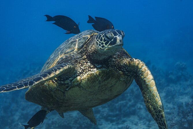 Moana’s Waikīkī Grand Guided Turtle Snorkel & Sailing Adventure - The Itinerary: What to Expect