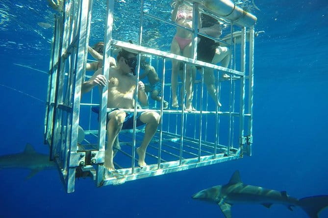 Oahu Shark Dive - Frequently Asked Questions