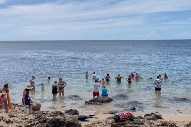 Oahu Guided Circle Island Tour, Swim w/ Turtles, Dole, Blowhole - The Sum Up