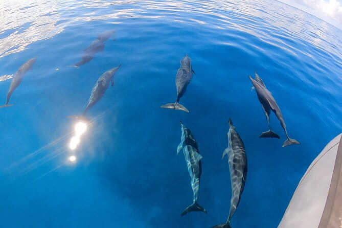 Turtle Canyon Snorkel: Semi Private Boat Tour - The Itinerary in Detail