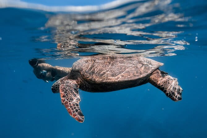 Turtle Canyon Snorkel: Semi Private Boat Tour - Practical Details & Tips
