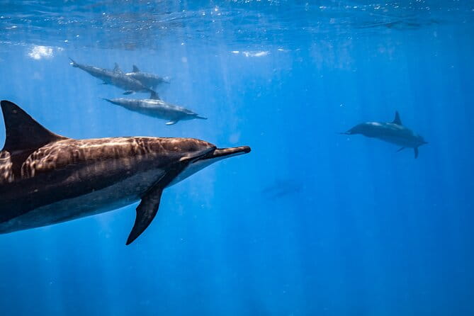 Turtle Canyon Snorkel: Semi Private Boat Tour - Authentic Encounters with Marine Life