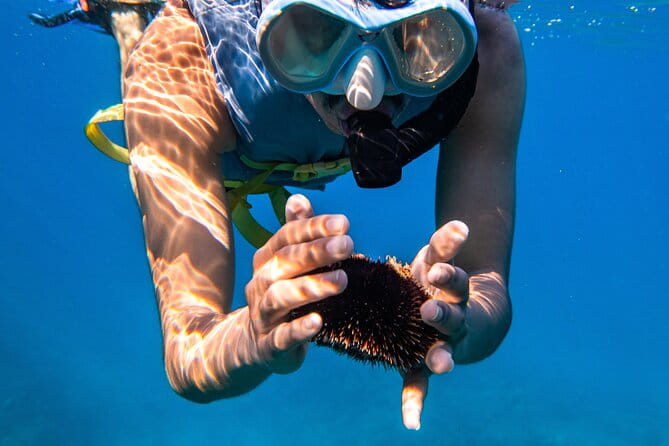 Turtle Canyon Snorkel: Semi Private Boat Tour - Who Will Love This Tour?