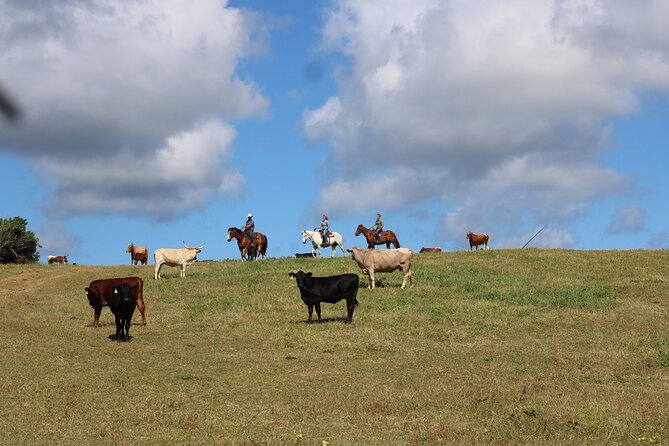 1 Hour Scenic Horseback Ride - Final Thoughts