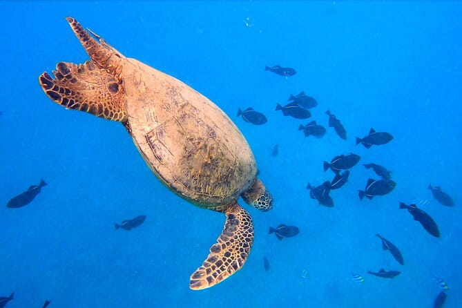Sail and Turtle Snorkeling Tour in Waikiki - Frequently Asked Questions