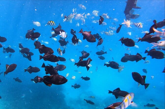 Sail and Turtle Snorkeling Tour in Waikiki - Final Thoughts