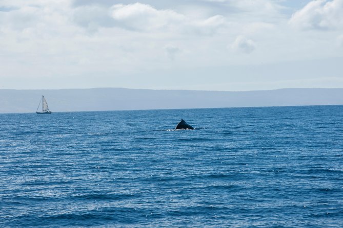 2-Hour Oahu Whale Watch from Ala Wai Harbor, Waikiki - The Itinerary: Exploring Oahu’s Coastal Beauty