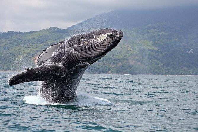 2-Hour Oahu Whale Watch from Ala Wai Harbor, Waikiki - The Sum Up: Who Will Love This Tour?