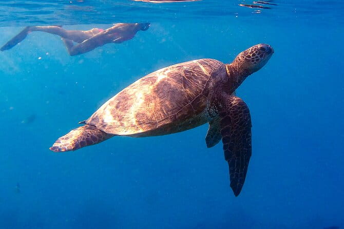 Turtle Canyon Snorkel from Waikiki: Turtles Guaranteed - Who Will Love This Tour?