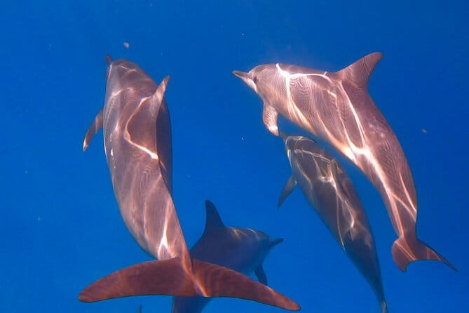 Turtle Canyon Snorkel from Waikiki: Turtles Guaranteed - FAQs