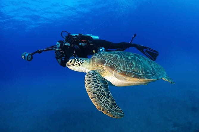 Certified Diver: 2-Tank Shallow Reef Dives off Oahu - Highlights That Make This Tour Special