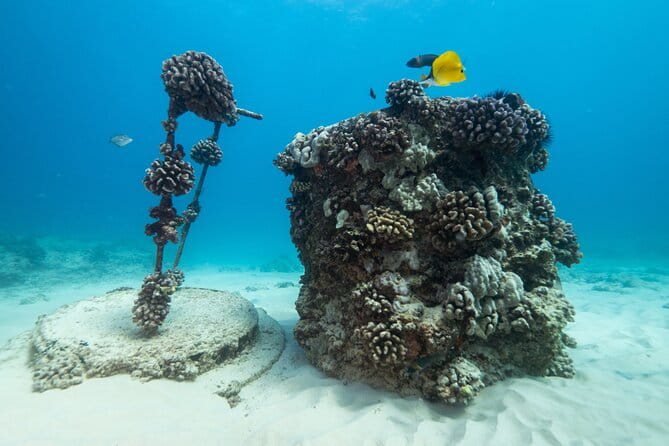 Certified Diver: 2-Tank Shallow Reef Dives off Oahu - Who Should Consider This Tour?