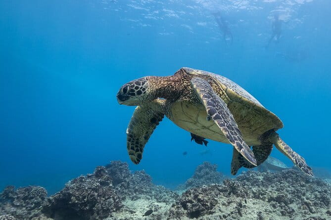 Certified Diver: 2-Tank Shallow Reef Dives off Oahu - The Itinerary in Detail