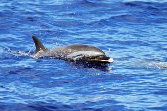 Wild Dolphin Watching and Snorkel Safari Off West Coast of Oahu - The Bottom Line