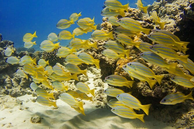 Deluxe Snorkel and Wildlife Cruise in Waikiki - Practical Details and Tips
