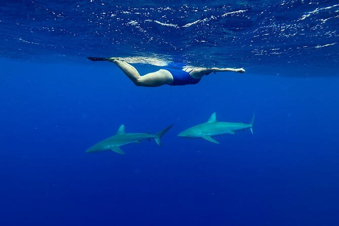 Swim with Sharks Cage-Free from Oahu - FAQs