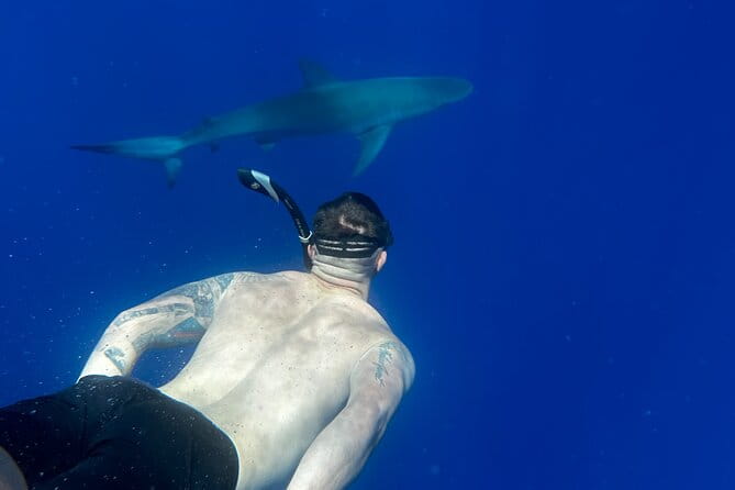 Swim with Sharks Cage-Free from Oahu - The Sum Up: Is This Tour Right for You?