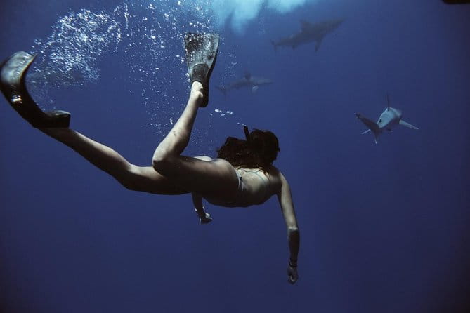 Swim with Sharks Cage-Free from Oahu - Safety and Practical Tips