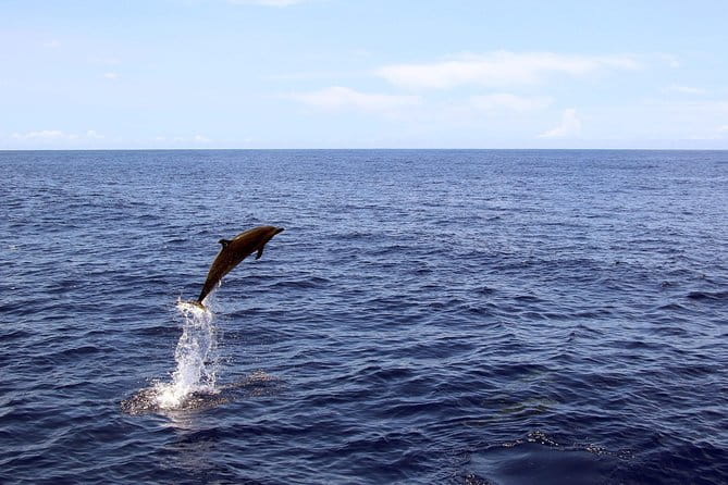 Oahu: All-Inclusive Snorkeling Cruise and Hot Hawaiian Buffet - Who Will Love This Tour?