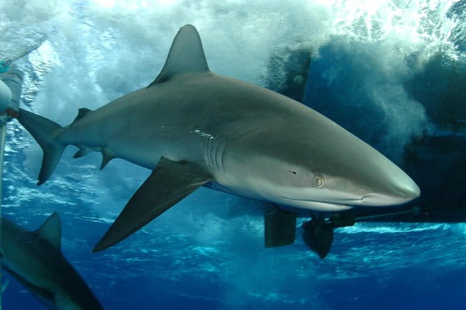 Shark Cage Diving In Oahu - What to Expect from the Shark Cage Diving Tour in Oahu