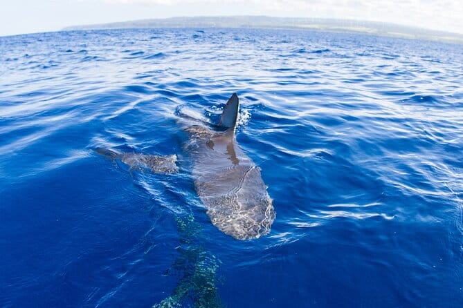 Shark Cage Diving In Oahu - What Reviewers Love Most
