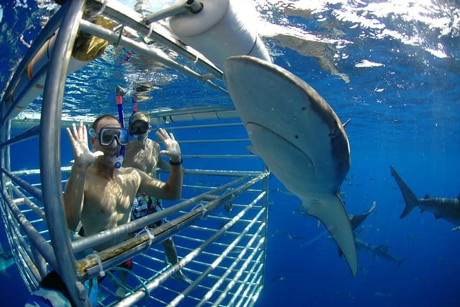 Shark Cage Diving In Oahu - The Itinerary in Detail