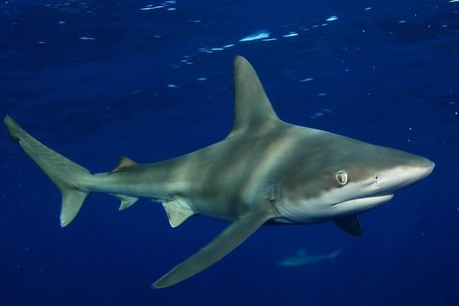 Shark Cage Diving In Oahu - Is It Worth the Price?