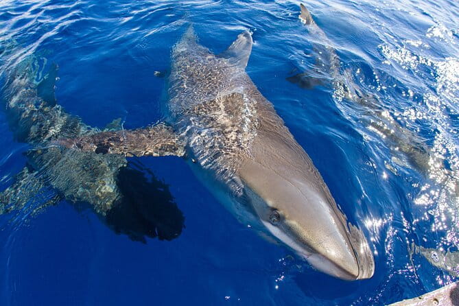 Shark Cage Diving In Oahu - The Sum Up