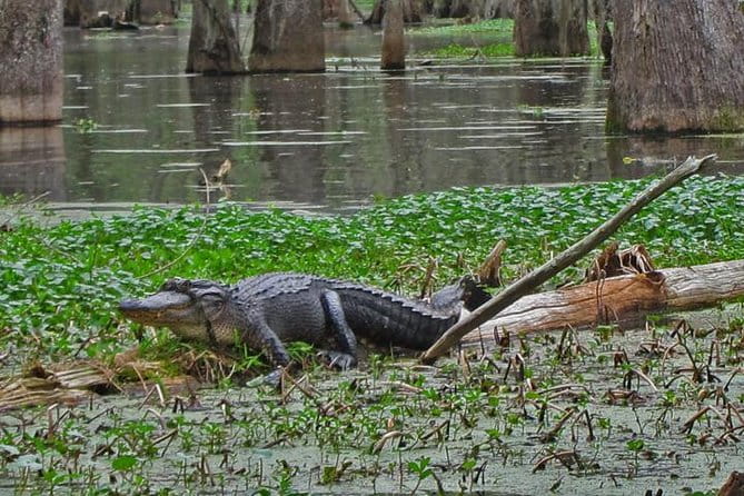 New Orleans City/Cemetery and Swamp Full-Day Tour - FAQ
